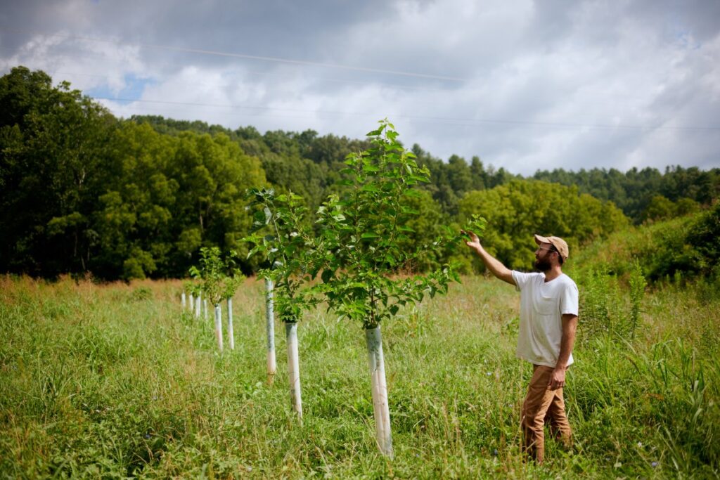 Photo of white, bearded man standing in a field and touching the branches a young tree